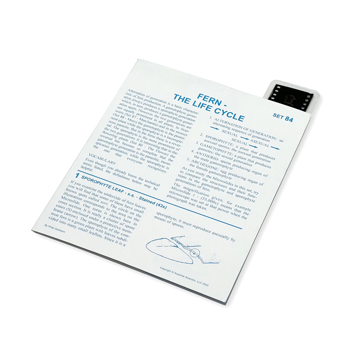 T084 Microslide, Fern Life Cycle