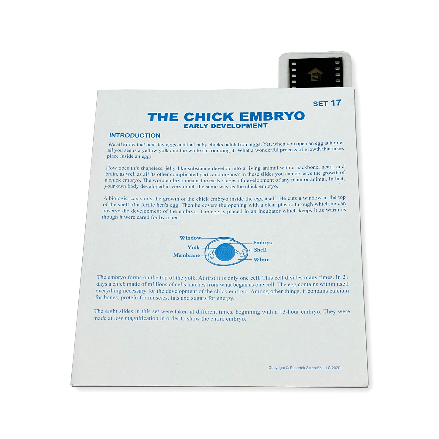 T017 Microslide, Chick Embryo