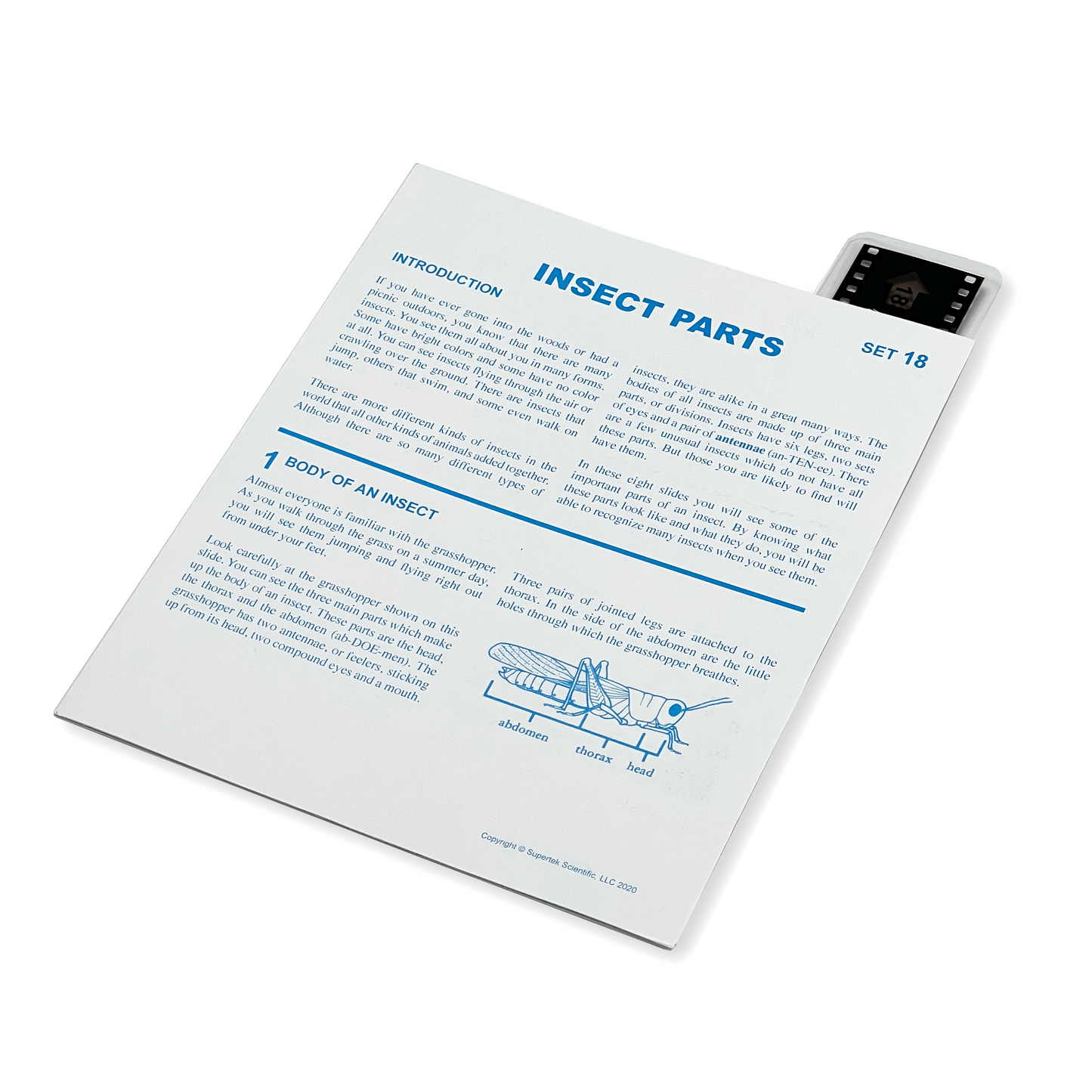T018 Microslide, Insect Parts