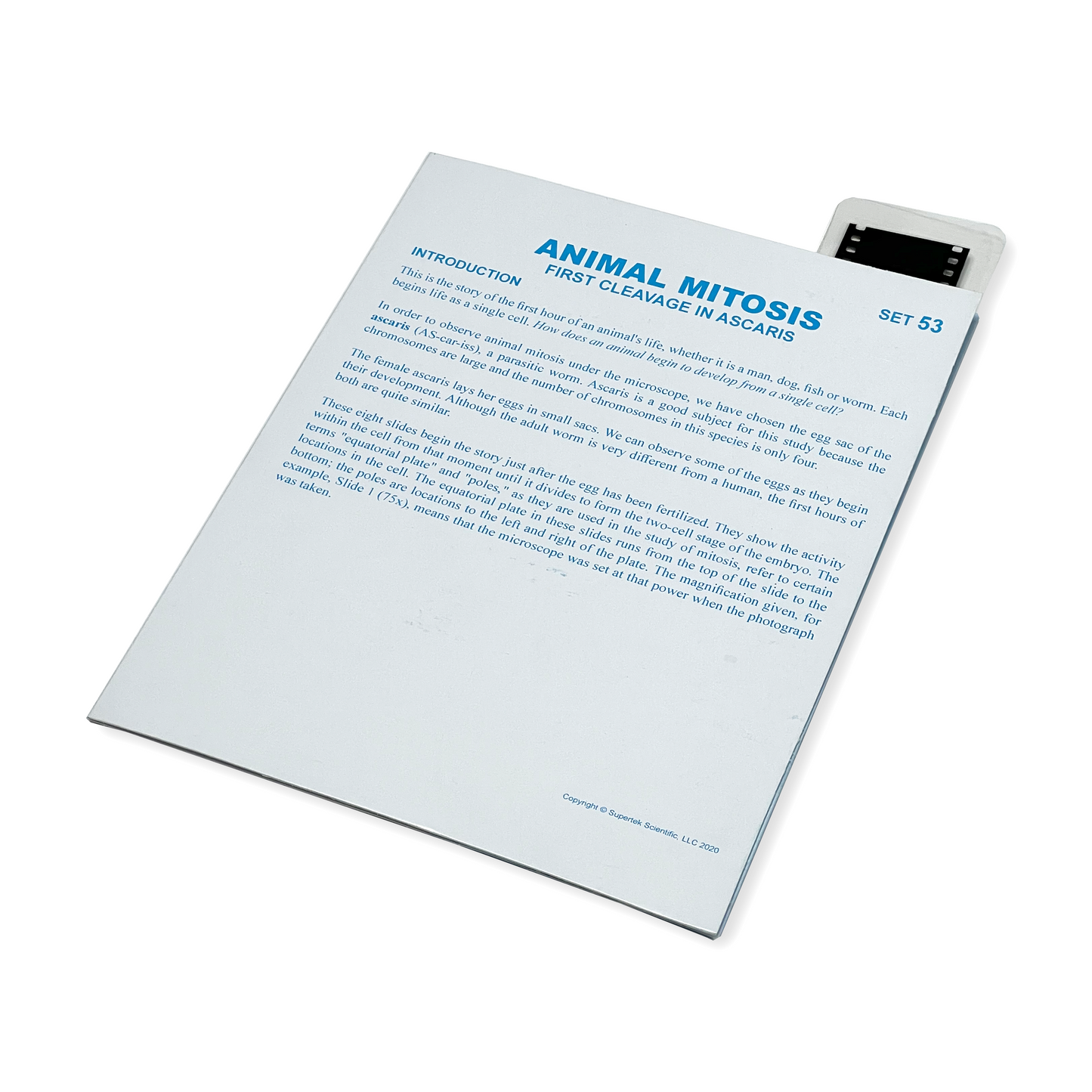 T053 Microslide, Animal Mitosis