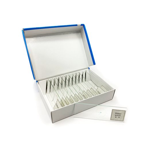 Plankton Slide Set – 12 Prepared Glass Slides