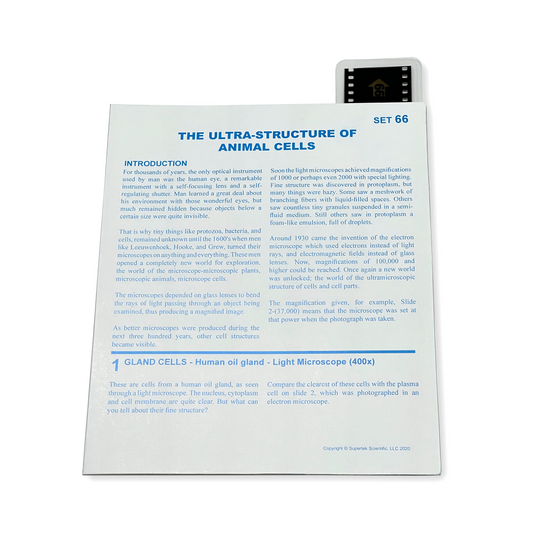 T066 Microslide, The Ultra Structure of Animal Cell