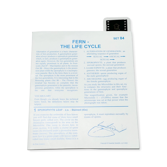 T084 Microslide, Fern Life Cycle