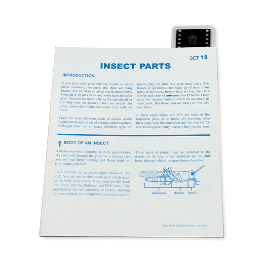 T018 Microslide, Insect Parts
