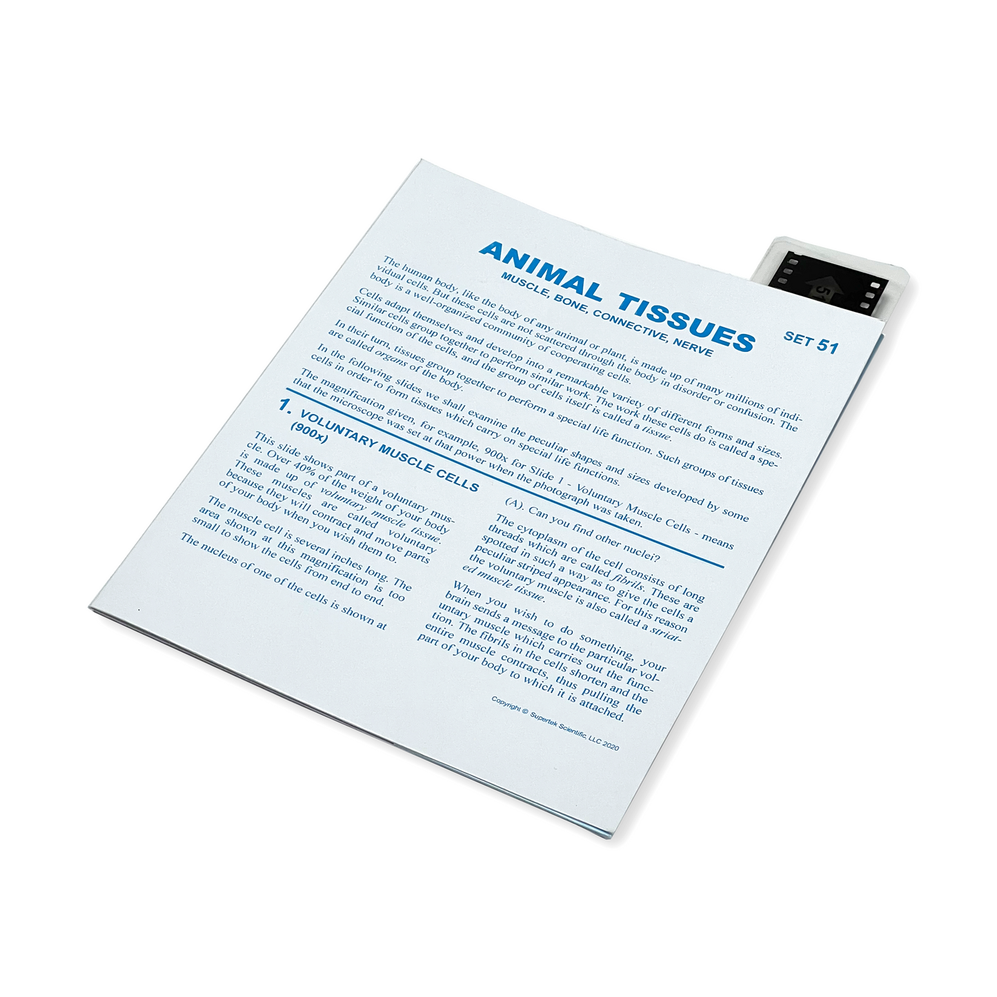 T051 Microslide, Animal Tissues-B