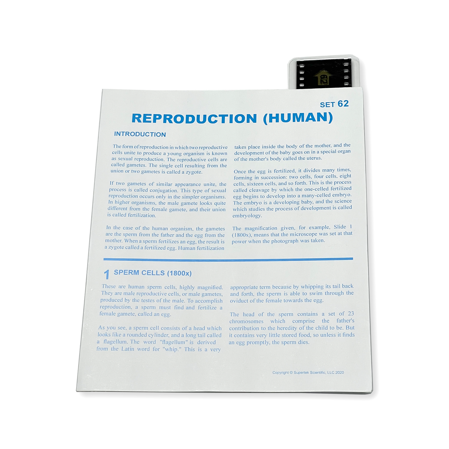 T062 Microslide, Reproduction (Human)